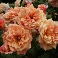 Роза Aлоха, плетистая - Питомник декоративных и садовых растений