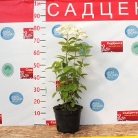 Гортензия Аннабель 80 см - 1 м - Питомник декоративных и садовых растений