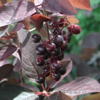Черемуха виргинская Shubert, Prunus virginiana Shubert, Черёмуха виргинская Шуберт