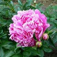 Пион молочноцветковый Барбара - Питомник декоративных и садовых растений