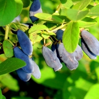 Жимолость голубая Woloszebnica - Питомник декоративных и садовых растений