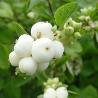 Снежноягодник белый White Hedge, Symphoricarpos doorenbosii White Hedge, Снежноягодник доренбоса Уайт Хетж