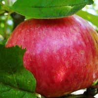 Яблоня Медуница С7,5 - Питомник декоративных и садовых растений