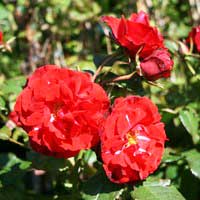 Роза Mонтана, флорибунда - Питомник декоративных и садовых растений
