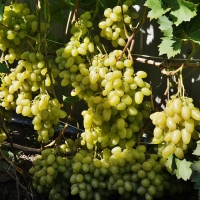 Виноград сорт "Аркадия" 0,8 л 1890 руб. В наличии.
