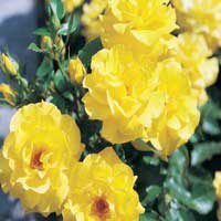 Роза Фрезия, флорибунда - Питомник декоративных и садовых растений