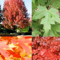 Клен Фримана Autumn Blaze WRB 14/16 - Питомник декоративных и садовых растений