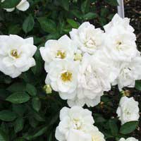Роза Кент, шраб - Питомник декоративных и садовых растений