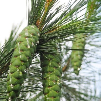 Сосна румелийская 200/250, сосна румелийская, Pinus peuce, купить сосну румелейскую