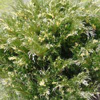 Можжевельник казацкий Variegata, Juniperus Sabina Variegata, Можжевельник казацкий Варьегата