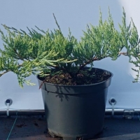 Можжевельник горизонтальный "Wiltonii", Juniperus hor. 'Wiltonii', Можжевельник горизонтальный Wiltonii с12, Можжевельник горизонтальный, Wiltonii