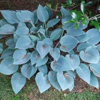Хоста гибридная Blue Cadet - Питомник декоративных и садовых растений