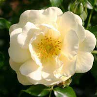 Роза Санни Роуз, шраб - Питомник декоративных и садовых растений