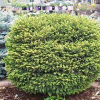 Ель Литл Джем 40-50 С25 Picea  Little Gem - Питомник декоративных и садовых растений