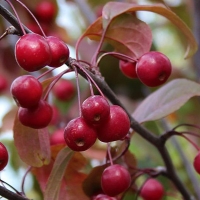 Яблоня гибридная Mokum - Питомник декоративных и садовых растений