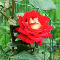 Роза Нь Фэшн, чайно-гибридная - Питомник декоративных и садовых растений