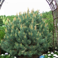 Сосна горная, Pinus mugo, Сосна горная с7.5