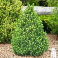 Ель сизая Коника 50-60 Picea glauca Conica - Питомник декоративных и садовых растений