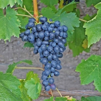 Виноград сорт кишмиш "Аттика" 0,8 л 1890 руб. В наличии.