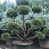 Сосна Gnom bonsai, Pinus sylvestris Bonsai, Сосна Босай