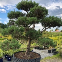 Сосна bonsai, Pinus sylvestris Bonsai, Сосна Босай