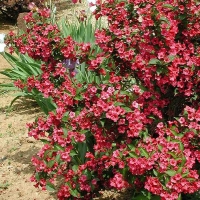 Вейгела Briston Ruby C5 80 - 100 - Питомник декоративных и садовых растений