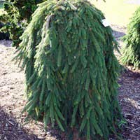 Ель обыкновенная Инверса 80-100 С12 Picea abies Inversa - Питомник декоративных и садовых растений