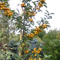 Яблоня Golden Hornet 6/8 - Питомник декоративных и садовых растений