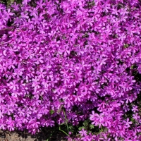 Флокс шиловидный Atropurpurea - Питомник декоративных и садовых растений