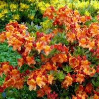Азалия гибридная Klondyke, Rhododendron Azalea Knapp-Hill Klondyke, Азалия гибридная Клондайк