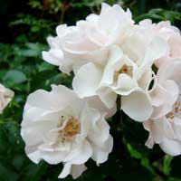 Роза Айс Мейдилэнд, шраб - Питомник декоративных и садовых растений