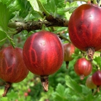 Крыжовник Колобок, Ribes uva-crispa