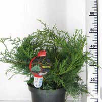 Можжевельник средний Pfitzeriana Glauca, Juniperus pfitzeriana Pfitzeriana Glauca, Можжевельник средний Пфитцериана Глаука
