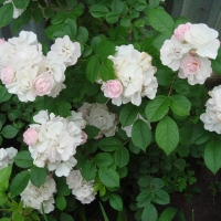 Роза Перенниал Блаш, плетистая - Питомник декоративных и садовых растений