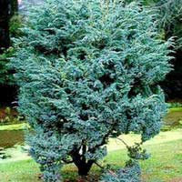 Мейери можжевельник, Juniperus Meyeri, Можжевельник чешуйчатый Мейери