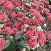 Очиток Red Cauli - Питомник декоративных и садовых растений