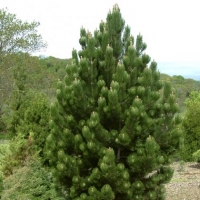 Сосна белокорая 175/200, Pinus albicaulis, Сосна белокорая