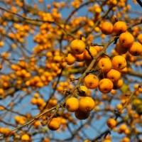 Яблоня декоративная Golden Hornet - Питомник декоративных и садовых растений