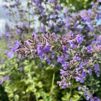 Котовник Фассена Six Hills Giant, Nepeta fassenii Six Hills Giant, Котовник Фассена Сикс Хиллз Гиант
