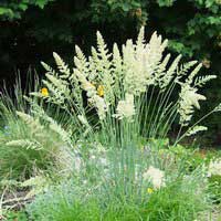 Келерия сизая - Питомник декоративных и садовых растений