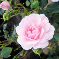 Роза Натали, спрей - Питомник декоративных и садовых растений