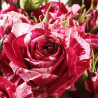 Роза Арроу Фолиес, спрей - Питомник декоративных и садовых растений
