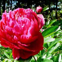 Пион молочноцветковый Ред Сара Бернар - Питомник декоративных и садовых растений