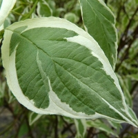 Дерен бел. Elgantissima, Cornus alba Elegantissima, Дерен белый Элегантиссима