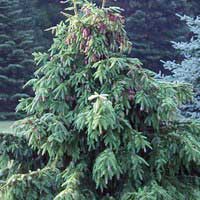 Ель обыкновенная Акрокона 100-125 С40 Picea abies Acrocona - Питомник декоративных и садовых растений