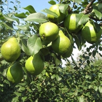 Груша Москвичка 5/6 лет, Pyrus communis Moskvichka, Груша Москвичка