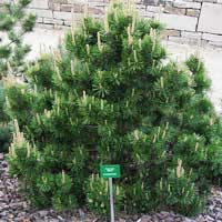 Сосна горная, Pinus mugo, Сосна горная 60/80 С35, Сосна горная с35, Сосна горная 60/80