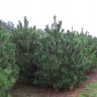 Сосна черная, Pinus nigra