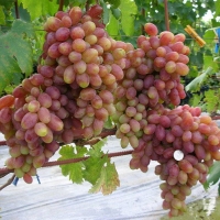 Виноград сорт "Виктор" 0,8 л 1890 руб. В наличии.