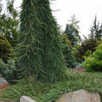 Ель обыкновенная Фробург 80-100 С12 Picea abies Frohburg - Питомник декоративных и садовых растений
